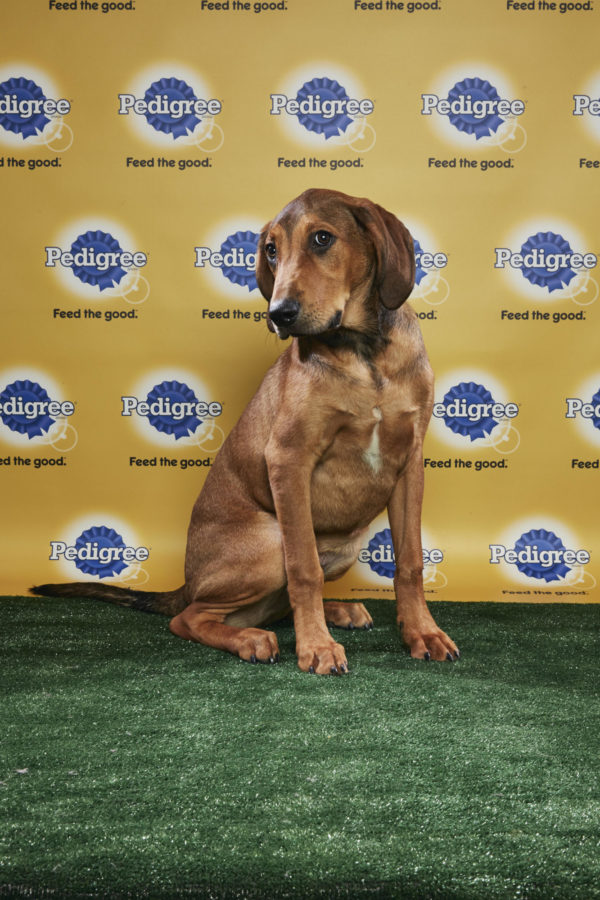 animal planet puppy live puppy bowl xiv join bleeding cool s animal planet live tonight animal planet puppy live puppy bowl xiv join bleeding cool s animal planet live tonight