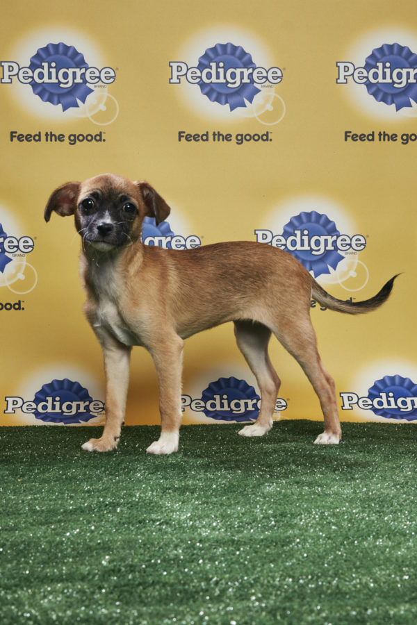 animal planet puppy live puppy bowl xiv join bleeding cool s animal planet live tonight sound books animal planet puppy live puppy bowl xiv join bleeding cool s animal planet live tonight sound books