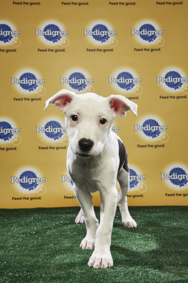 animal planet puppy live puppy bowl xiv join bleeding cool s animal planet live tonight animal planet puppy live puppy bowl xiv join bleeding cool s animal planet live tonight