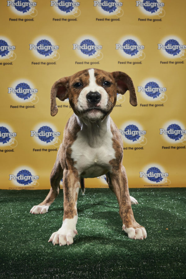 animal planet puppy live puppy bowl xiv join bleeding cool s animal planet live tonight sound books animal planet puppy live puppy bowl xiv join bleeding cool s animal planet live tonight sound books