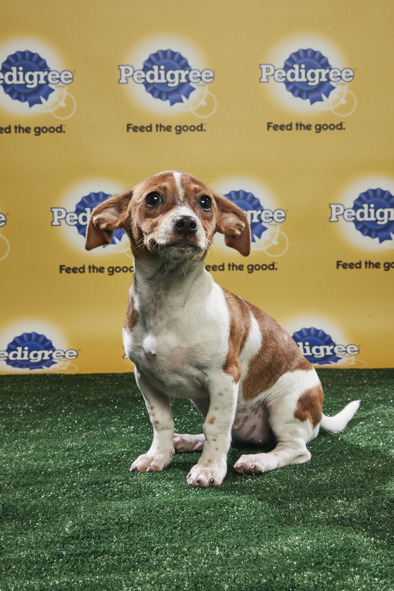 animal planet puppy live puppy bowl xiv join bleeding cool s animal planet live tonight animal planet puppy live puppy bowl xiv join bleeding cool s animal planet live tonight