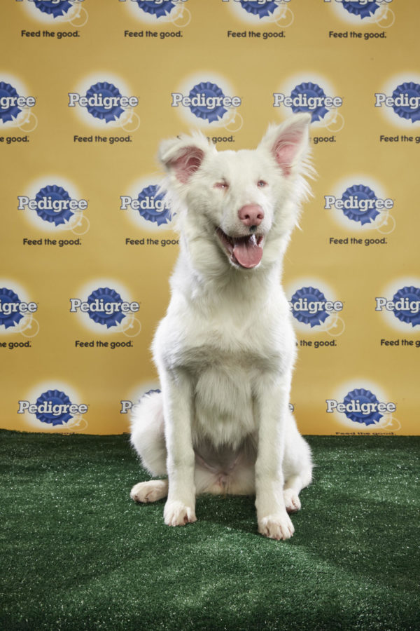 animal planet puppy live puppy bowl xiv join bleeding cool s animal planet live tonight sound books animal planet puppy live puppy bowl xiv join bleeding cool s animal planet live tonight sound books