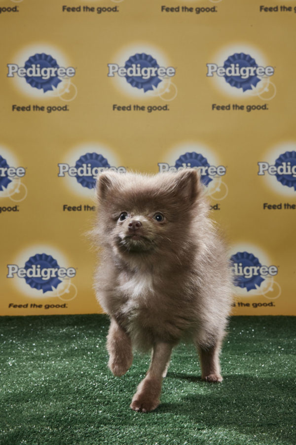 animal planet puppy live puppy bowl xiv join bleeding cool s animal planet live tonight sound books animal planet puppy live puppy bowl xiv join bleeding cool s animal planet live tonight sound books