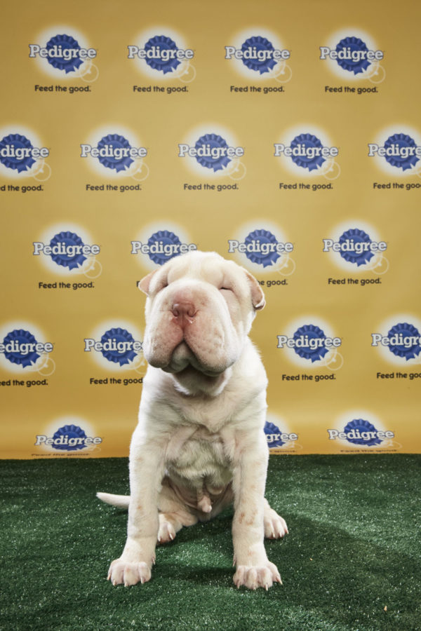 animal planet puppy live puppy bowl xiv join bleeding cool s animal planet live tonight sound books animal planet puppy live puppy bowl xiv join bleeding cool s animal planet live tonight sound books