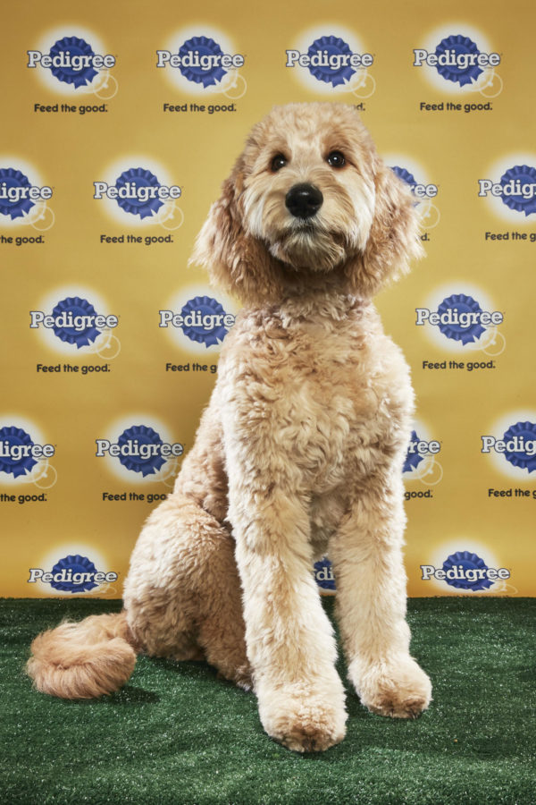 animal planet puppy live puppy bowl xiv join bleeding cool s animal planet live tonight sound books animal planet puppy live puppy bowl xiv join bleeding cool s animal planet live tonight sound books