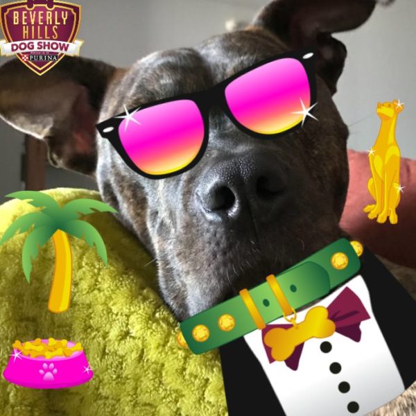 2018 beverly hills dog show live blog
