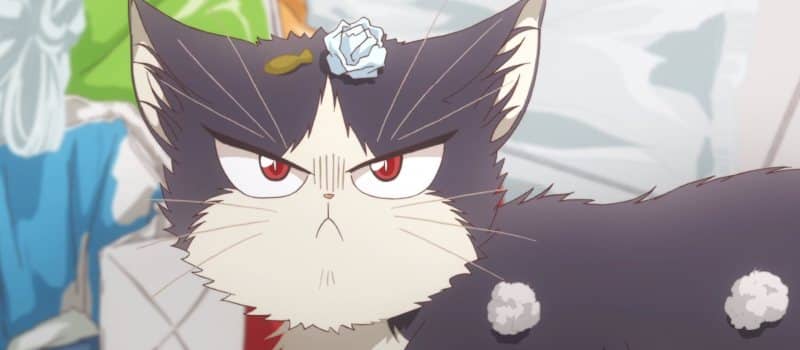 roommate cat review