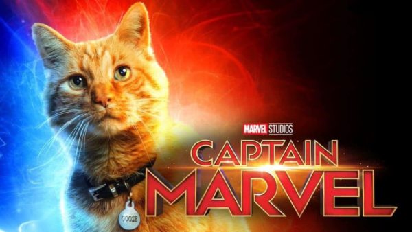Image result for captain marvel cat
